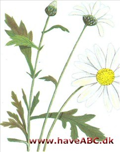 Margerit - Leucanthemum og frutescens Navnet margerit anvendes i daglig tale om en lang række forskellige kurvblomster, alle med gul skive krone og hvide, gule eller røde, tungeformede randblomster