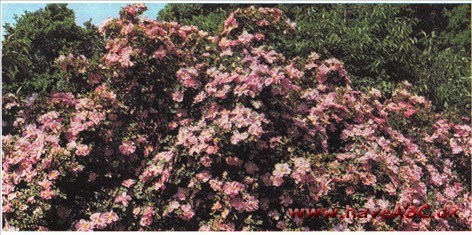 Marguerite Hilling - Pink Nevada