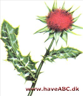 Marietidsel - Silybum marianum Marietidsel - Silybum marianum