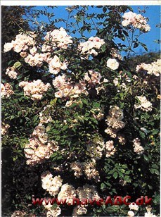 Markrose - Rosa arvensis