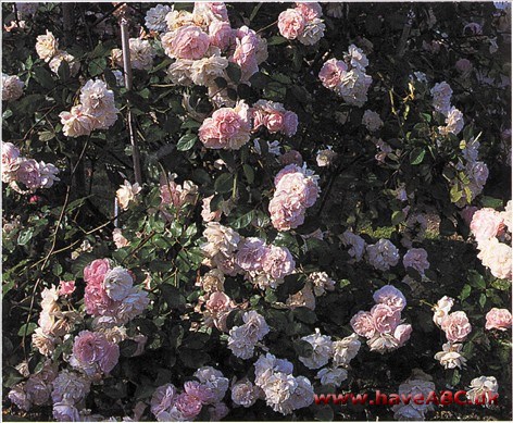 Martha Ser ud som en kraftigere udgave af 'Zéphirine Drouhin', som den (formodentlig) er en mutation fra, og kan med fordel anvendes som slyngrose.
