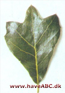 Maryland eg - Quercus marilandica
