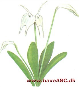 Masdevallia - Masdevallia