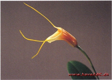 Masdevallia-hybrid