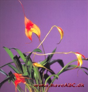 Masdevallia kimballiana