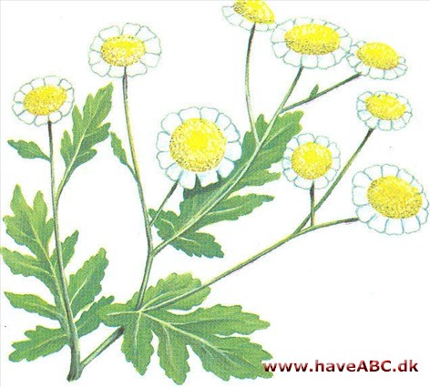 Matrem - Chrysanthemum parthenium