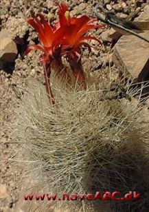 Matucana Matucana