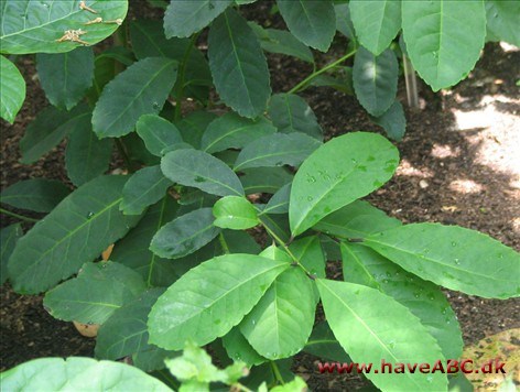 Maté - Ilex paraguariensis Maté (Paraguay-kristtorn) kommer fra bladene af det stedsegrønne sydamerikanske træ Ilex paraguariensis St. Hil. Ristet, tørret maté i snaps eller te styrker.
