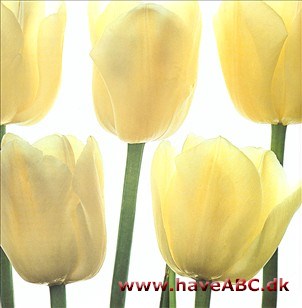 Maureen - Tulipan, Tulipa Maureen - Tulipan, Tulipa