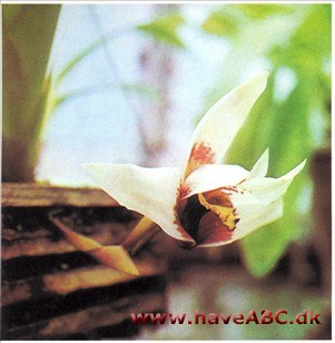 Maxillaria sanderiana Maxillaria sanderiana