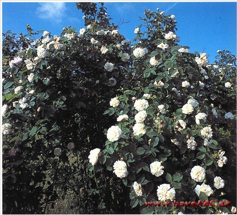Ser man en albarose i en gammel al­muehave, er der stor chance for, at det er netop denne. Den var meget almin­delig engang, og siden de gammeldags roser er blevet populære ...