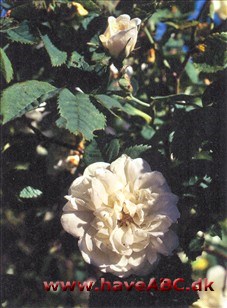 Alba-roser er kraftigt voksende og meget hårdføre roser med få, men kraftige torne. Enkelte er næsten tornløse. De er sommer­blomstrende, og for de flestes vedkommende skyggetolerante. Se mere her...