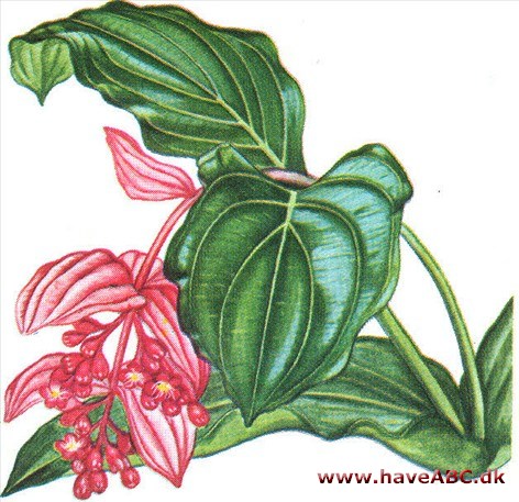 Medinilla - Medinilla