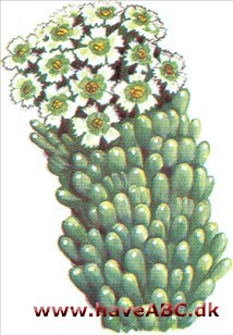 Medusahoved - Euphorbia caput-medusae Medusahoved - Euphorbia caput-medusae