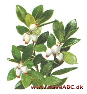 Melbærris - Arctostaphylos Melbærris - Arctostaphylos