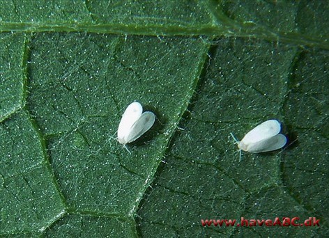 Mellus - Aleyrodidae