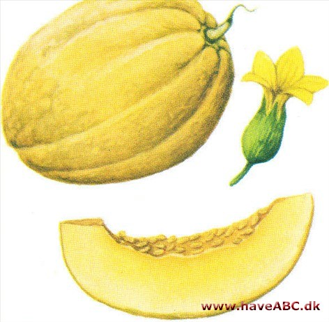 Melon - Cucumis melo