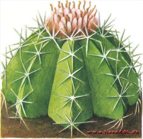 Melonkaktus - Melocactus Melonkaktus - Melocactus
