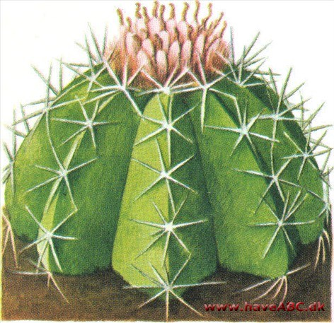 Melonkaktus - Melocactus