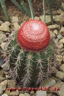 Melonkaktus - Melocactus.