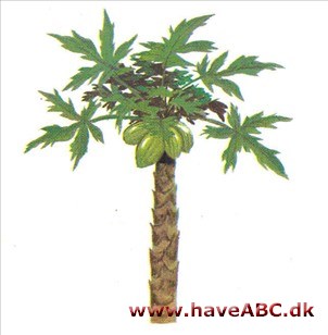 Melontræ / Papaya / paw-paw - Carica papaya Melontræ / Papaya / paw-paw - Carica papaya