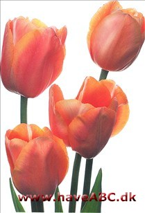 Menton - Tulipan, Tulipa Menton - Tulipan, Tulipa