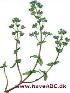Merian - Majorana hortensis Merian - Majorana hortensis