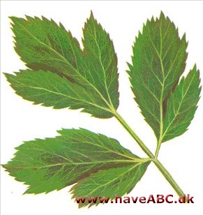 Mesterrod - Peucedanum ostruthium Mesterrod - Peucedanum ostruthium