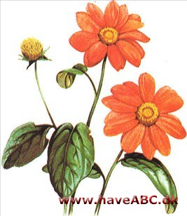 Mexicansk Solblomst - Tithonia rotundifolia