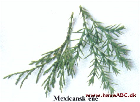 Mexikansk ene - Juniperus flaccida