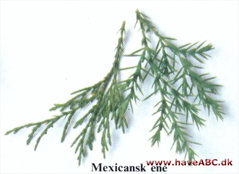 Mexikansk ene - Juniperus flaccida Mexikansk ene - Juniperus flaccida
