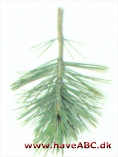 Mexikansk stenfyr - Pinus cembroides