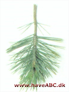 Mexikansk stenfyr - Pinus cembroides Mexikansk stenfyr - Pinus cembroides