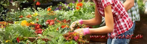Midtjydsk Gartnerhal A/S under tag, fordelt på lager, engrosafdeling og i virkeligheden tre butikker i én. Butiksområdet huser nemlig en stor afdeling for potteplanter, tilbehør og haveafdeling, et blomsterbinderi.