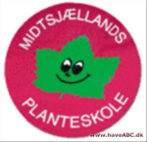 Midtsjællands Planteskole Vi producerer selv mange af vore planter og supplerer med mange andre plante-sorter, som vi finder på vore ture til bl.a. England og Holland.