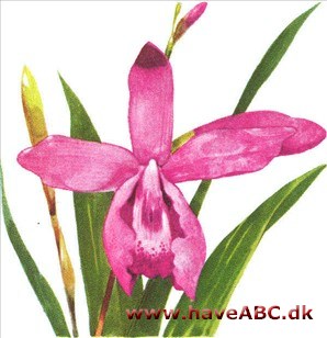 Mikadoblomst - Bletilla striata Mikadoblomst - Bletilla striata
