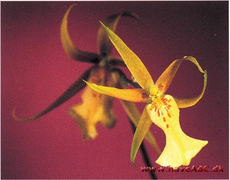 Miltassia-hybrid