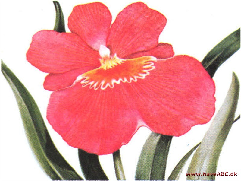 Miltonia - Miltonia