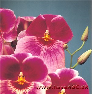 Miltonia - Miltoniopsis 'Hudson Bay'