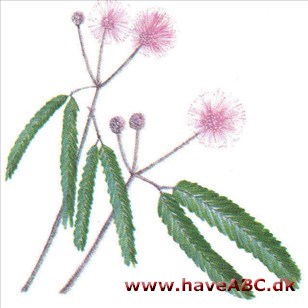 Mimose - Mimosa pudica