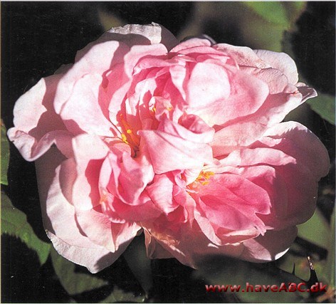 Rosen, som er almindelig overalt i Norden, hvor der er gamle haver, blev i mange år dyrket under navnet Rosa alba 'Suionum'. Så opdagede man al­barosen 'Minette' i rosariet i Sanger­hausen, og ...