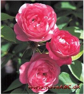 Minima - Prinsesserose Minima - Prinsesserose