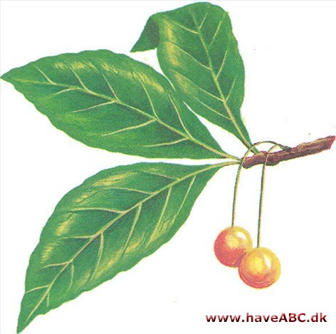Mirabel - Prunus domestica