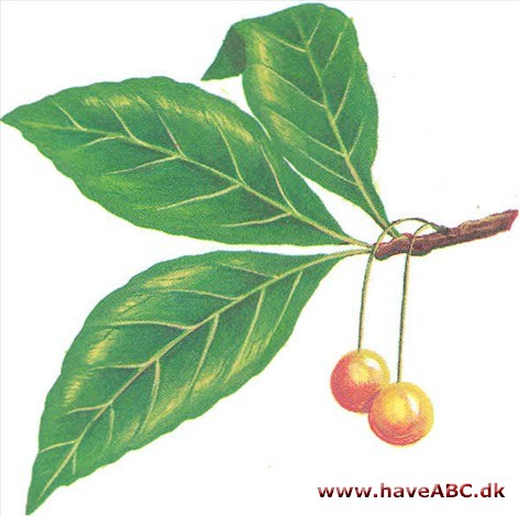 Mirabel - Prunus domestica Mirabel - Prunus domestica