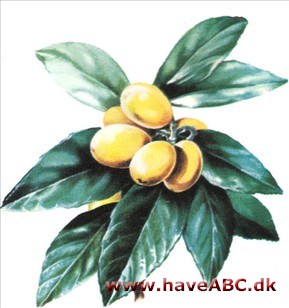 Mispel - Mespilus germanica Mispel - Mespilus germanica