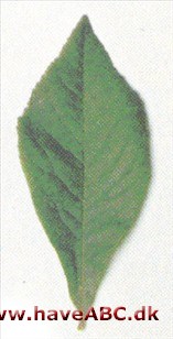 Mispel - Mespilus germanica. Mispel - Mespilus germanica.