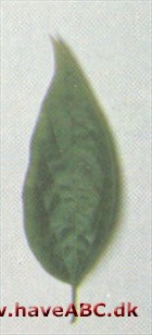 Mississippi-nældetræ - Celtis laevigata