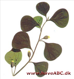 Mistelfigen - Ficus deltoidea Mistelfigen - Ficus deltoidea