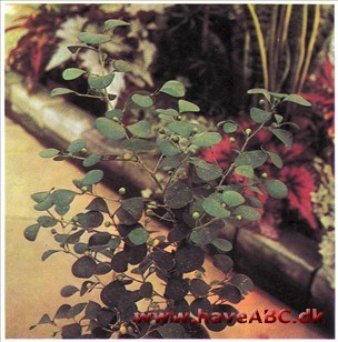 Misteltenfigen - Ficus deltoidea (syn. diversifolia)