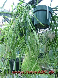 Misteltenkaktus - Rhipsalis. Misteltenkaktus - Rhipsalis.